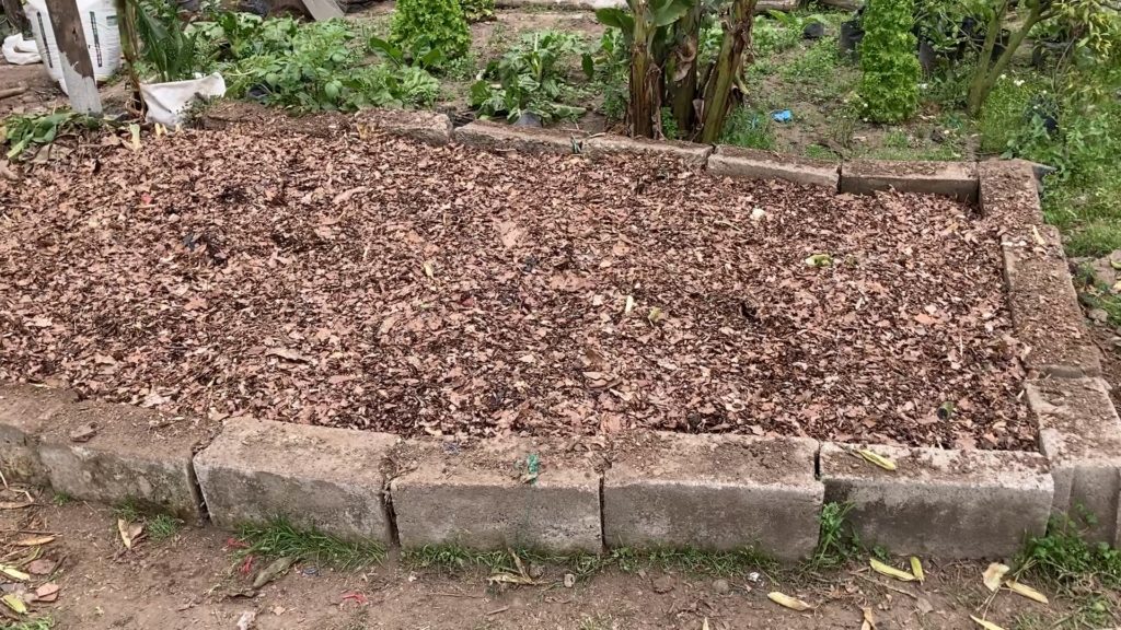 cama de lombriz al aire libre